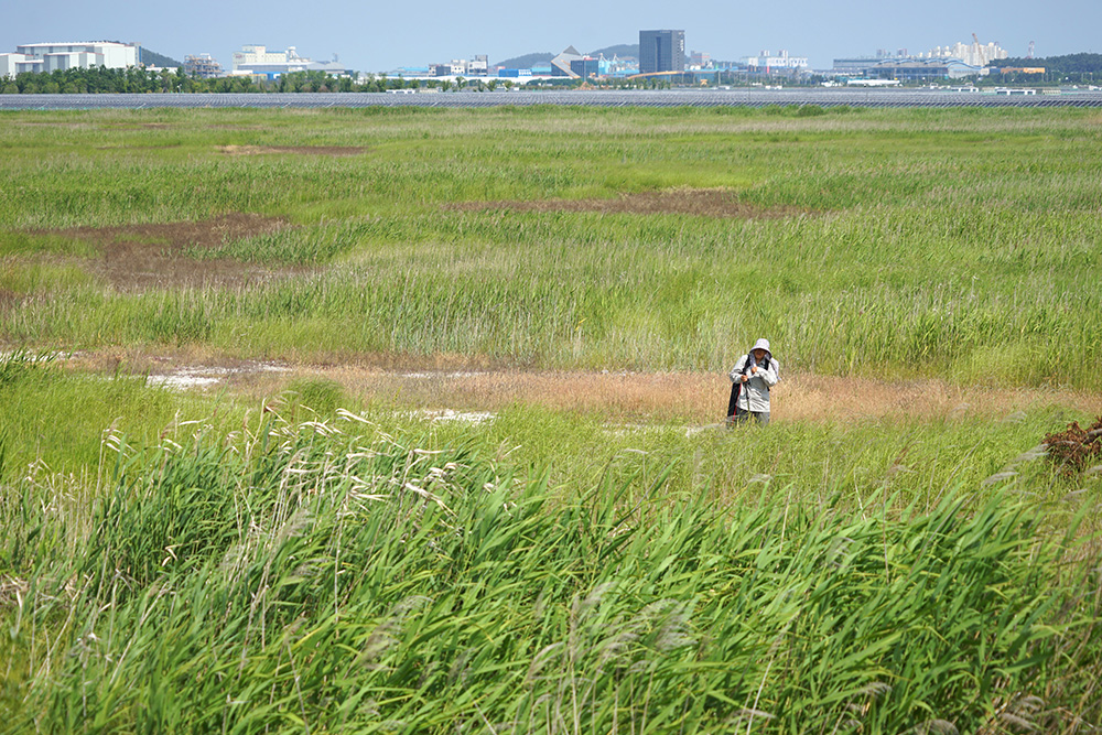 CKB09583_ 오이.JPG
