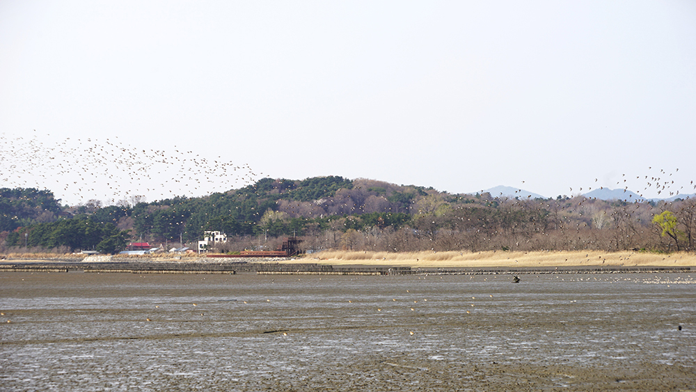 CKC03512_ 도요물떼새 군무.JPG
