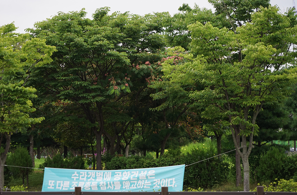 CKC00447_ 자귀나무.JPG