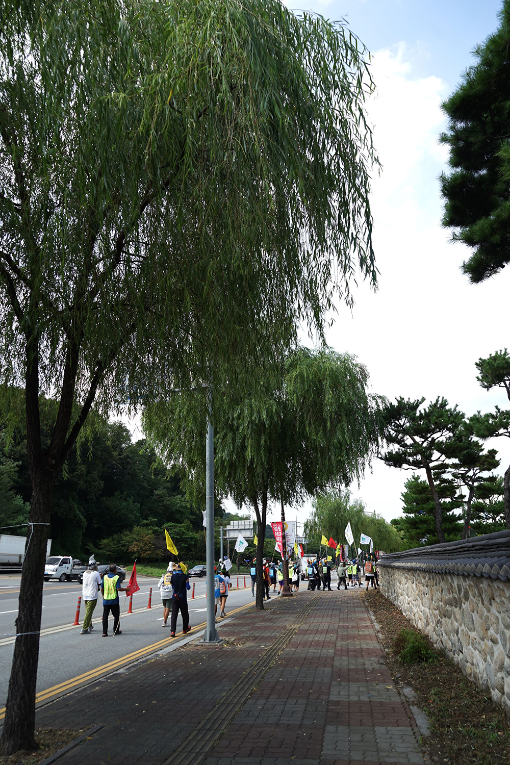 CKC06258__ 천안 능수버들.JPG