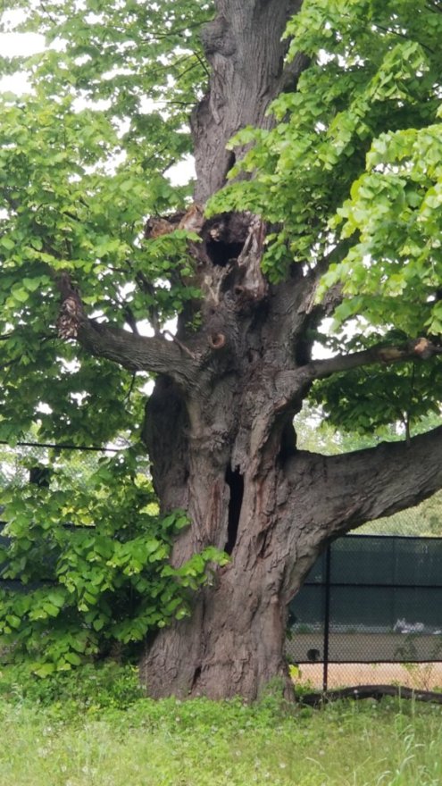 old tree at kissena park.jpeg