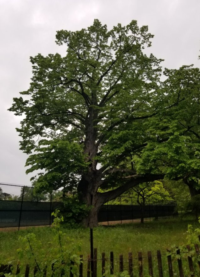 old tree at kessena 2.jpeg