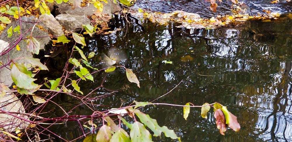 20181112_122127-1resize.jpg