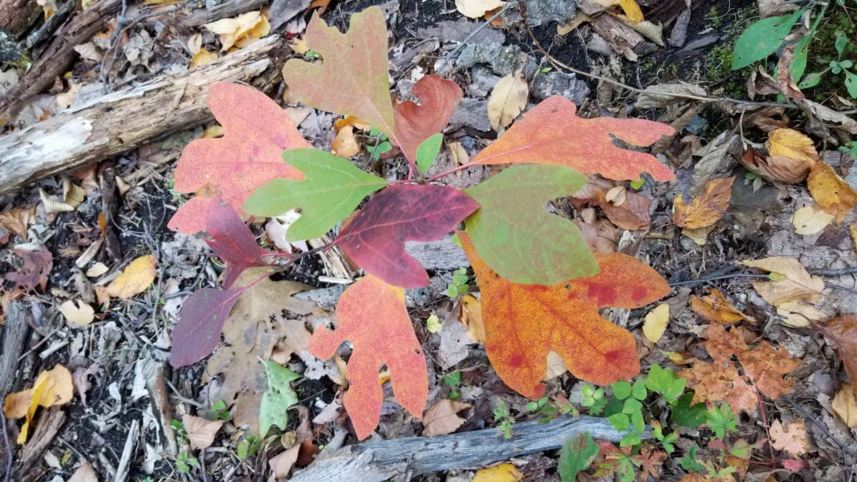 sassafras_resize.jpg